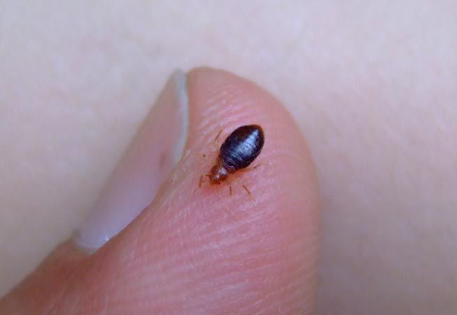 Pest Control Company to Eliminate Bed Bugs from Your House2