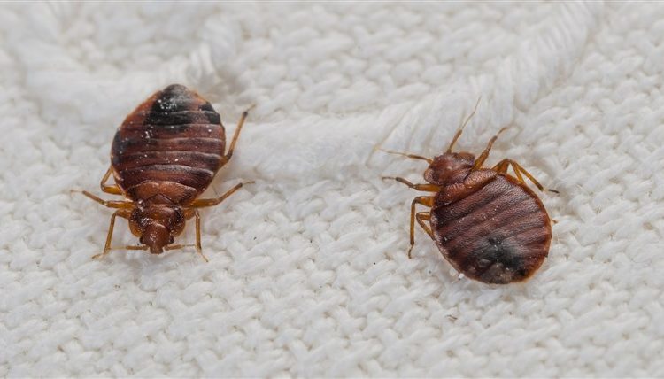 Get Rid Of Bed Bugs