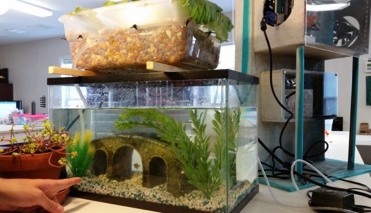 aquaponics fish tank with bacteria growth on the sides