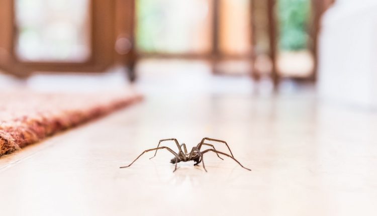 Spiders into your Home