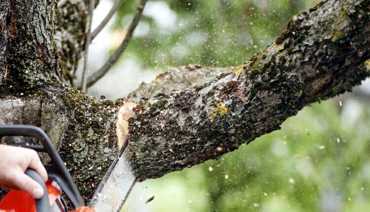 Tree Removal Servicea
